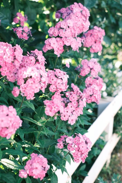 Free A cluster of vibrant pink phlox flowers basking in sunlight beside a white wooden fence. Stock Photo