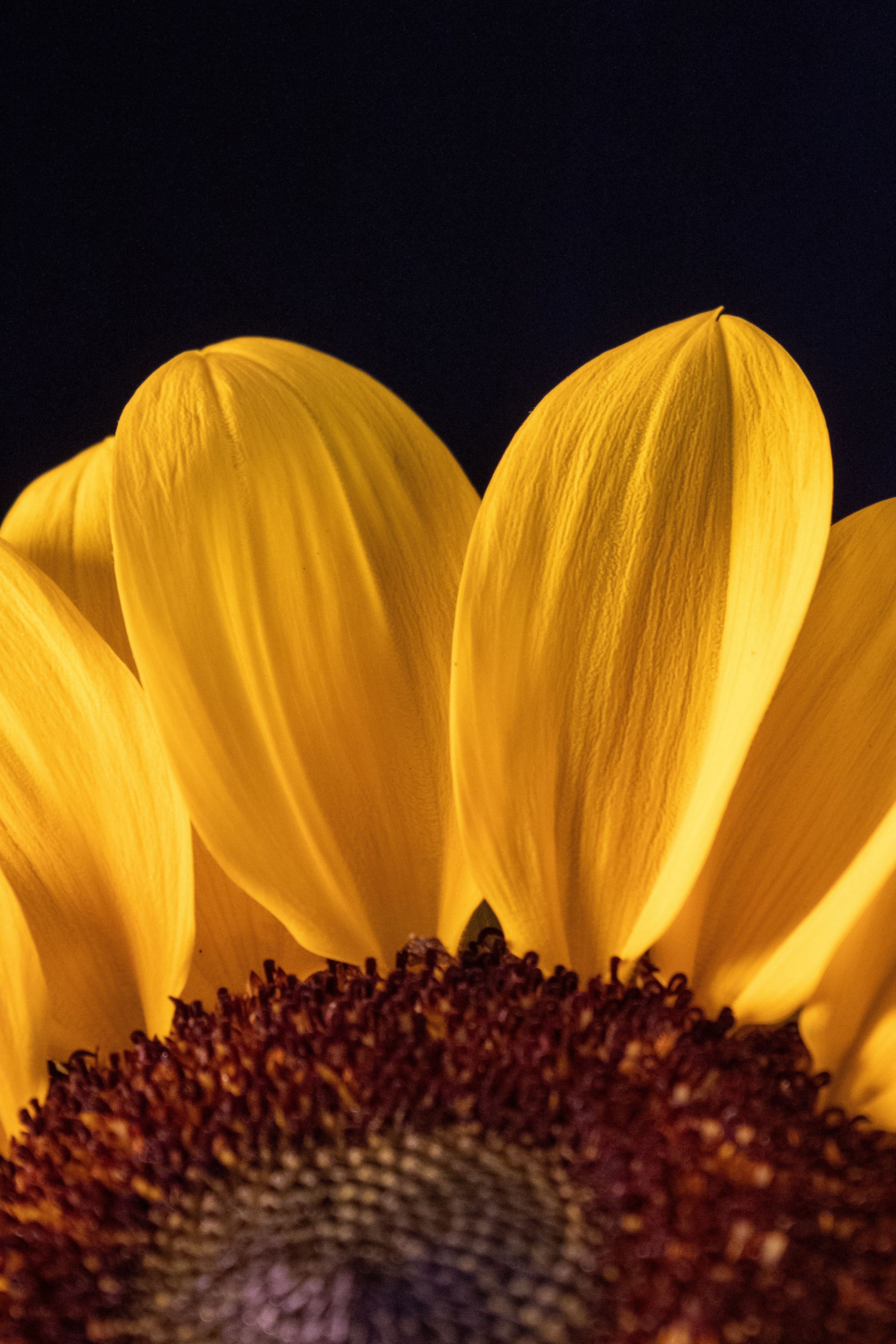 Macro shot capturing the vibrant yellow petals of a sunflower against a dark background.
