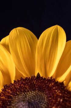 Macro shot capturing the vibrant yellow petals of a sunflower against a dark background.