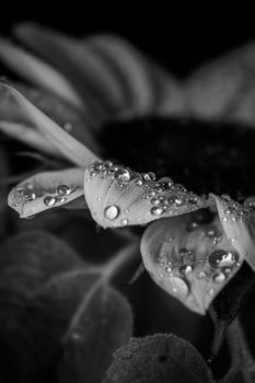 Elegant close-up of sunflower petals with dew drops captured in black and white, highlighting texture and nature's beauty.