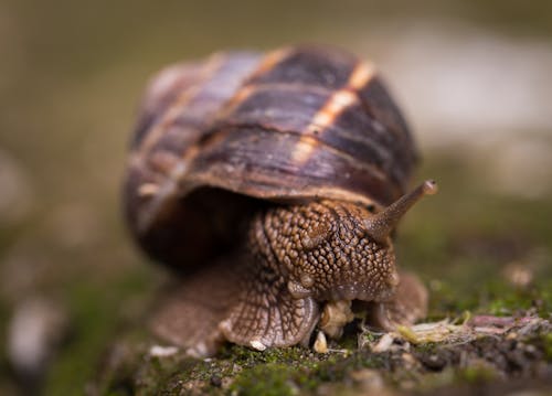무료 달팽이의 얕은 초점 사진 스톡 사진