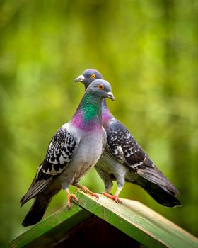 green pigeon dove bird