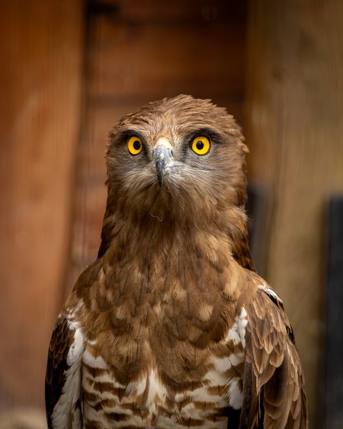 Free Close-up portrait of a majestic brown eagle with striking yellow eyes, set in a warm and rustic environment. Stock Photo