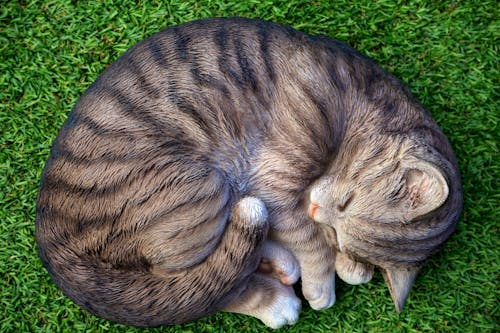 Chat Couché Sur L'herbe Verte