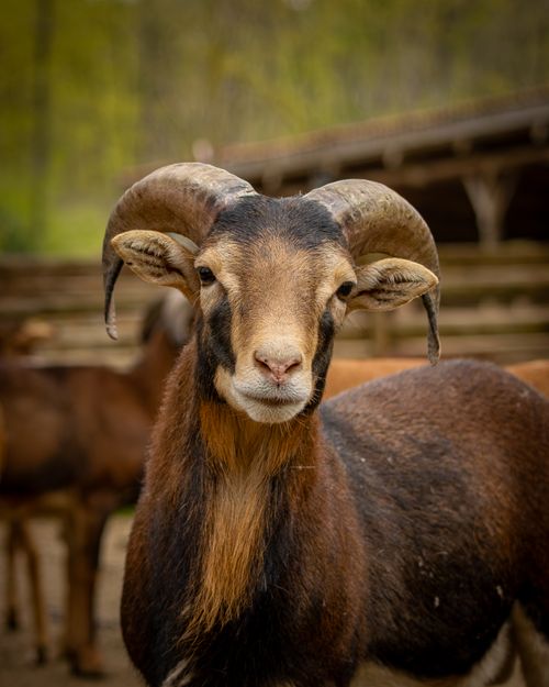 Free Detailed portrait of a mouflon sheep with impressive curved horns in an outdoor rustic setting. Stock Photo