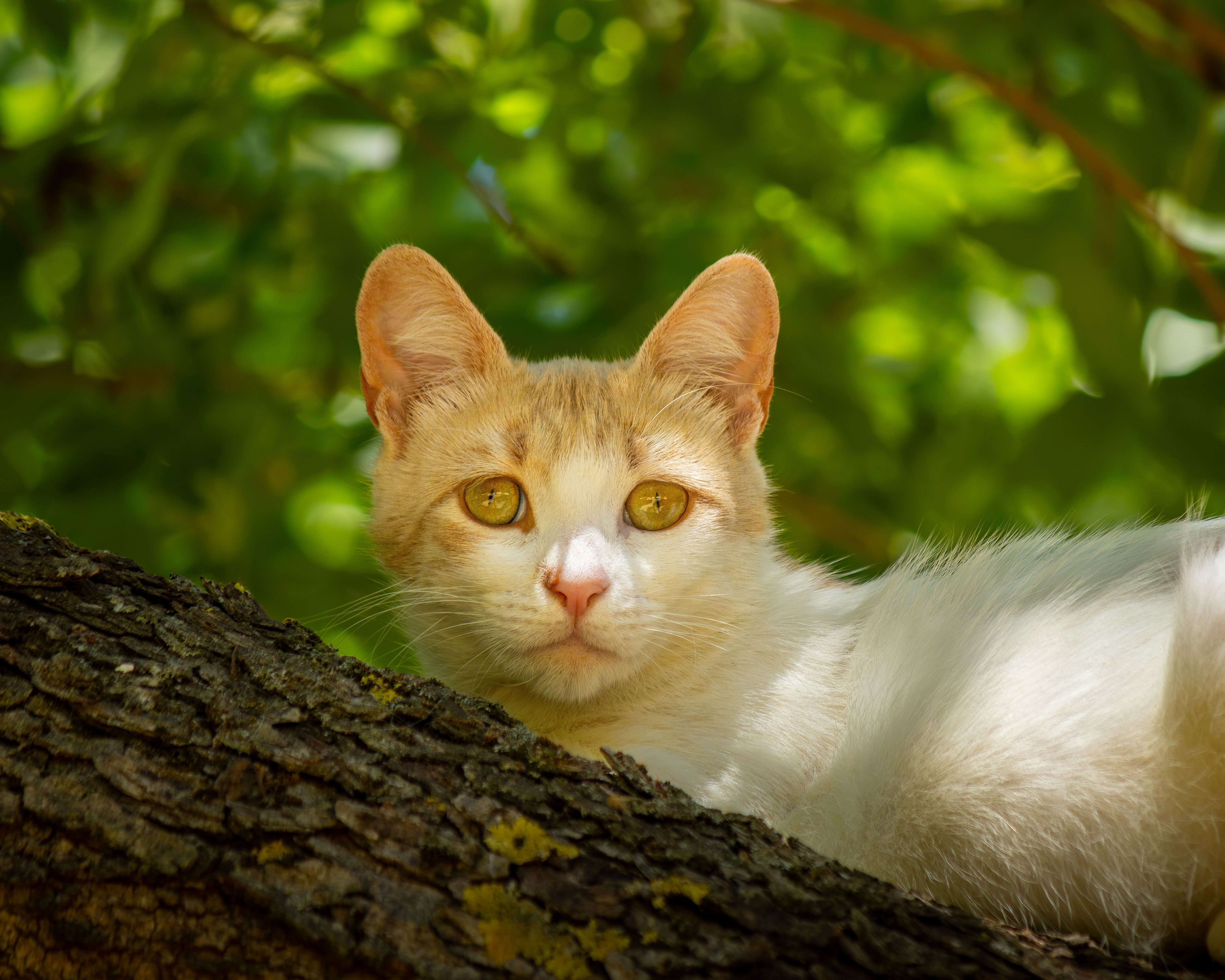 Portrait of a cat at a veterinary clinic