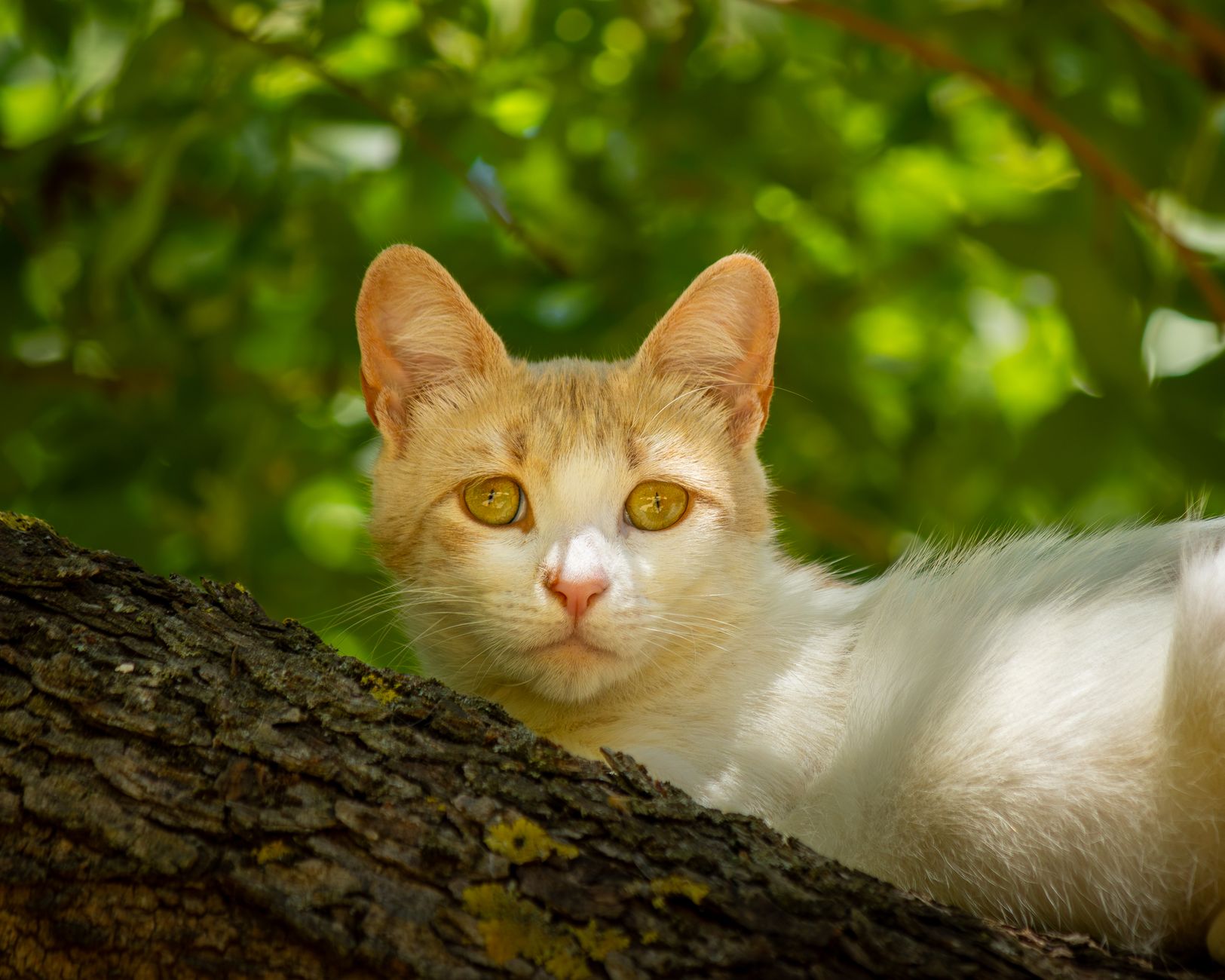 Portrait of a cat at a veterinary clinic