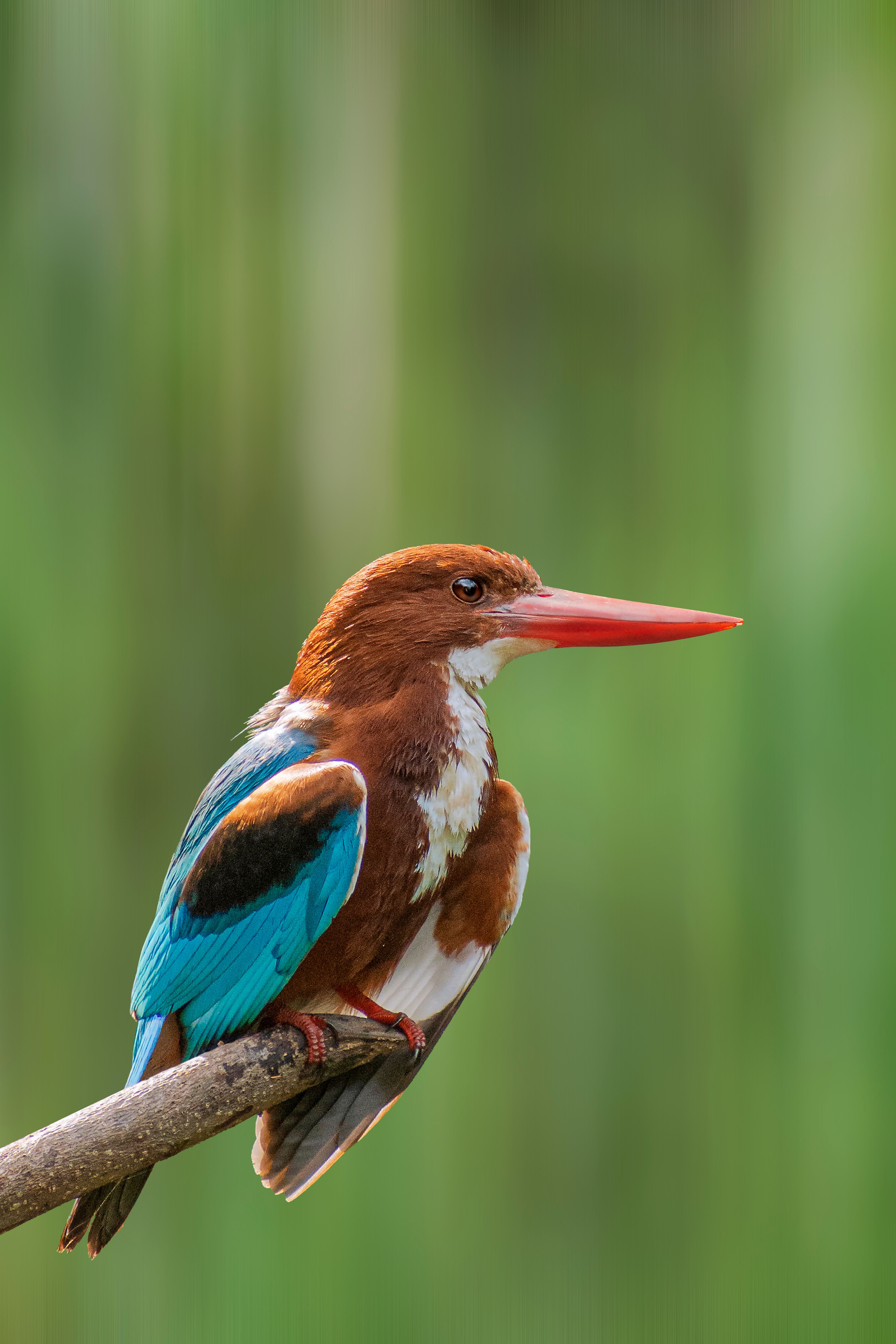 Stunning image of a White-throated Kingfisher perched on a branch with a lush green background.