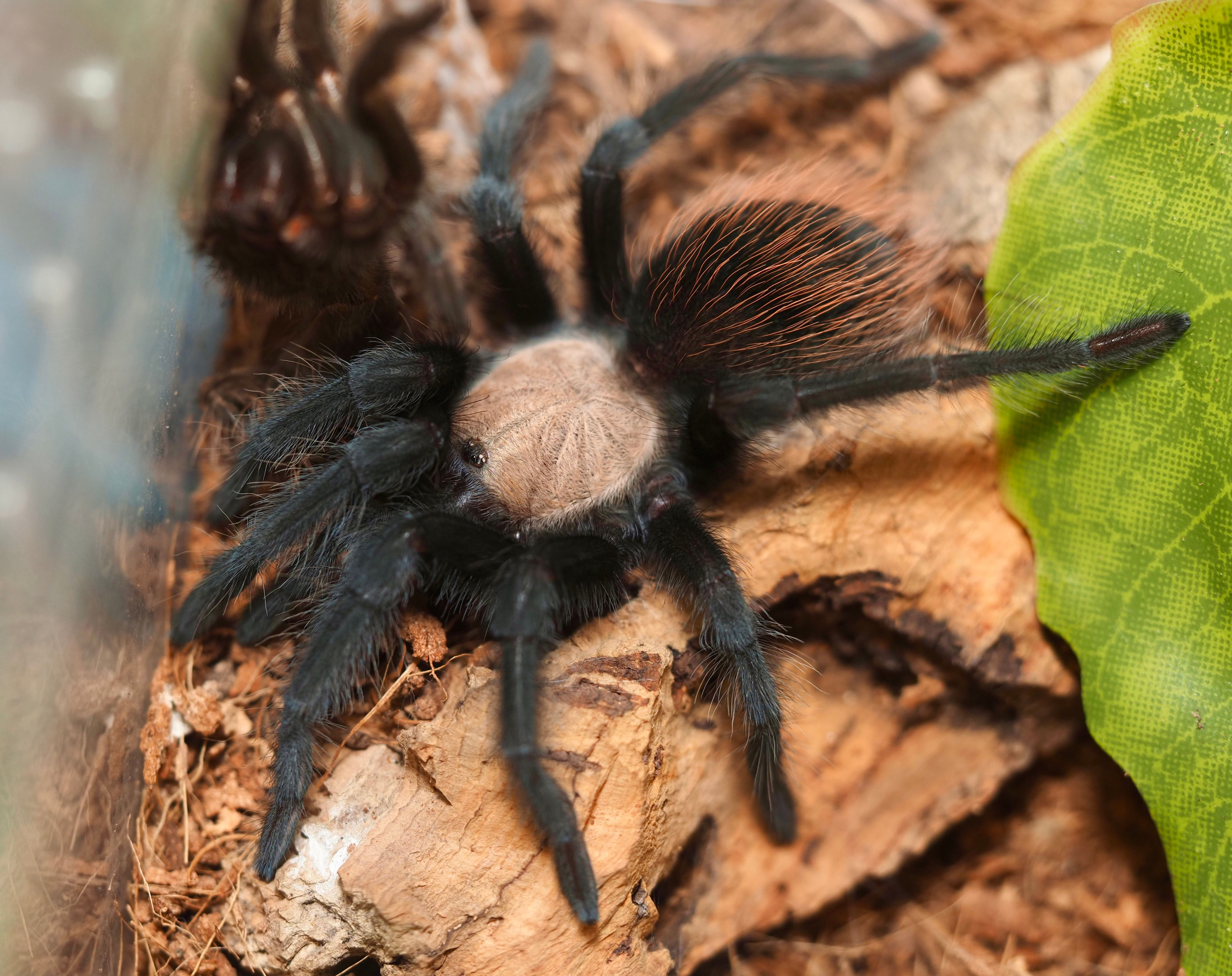 O que muda: Novo Homem-Aranha estreia com projeção de US$ 465 milhões, supera a maioria do