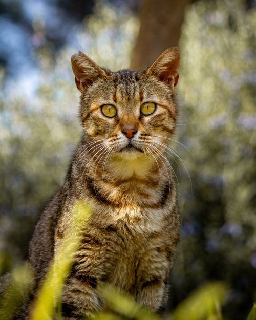 Free A detailed portrait of a tabby cat surrounded by natural greenery, showcasing its expressive eyes. Stock Photo