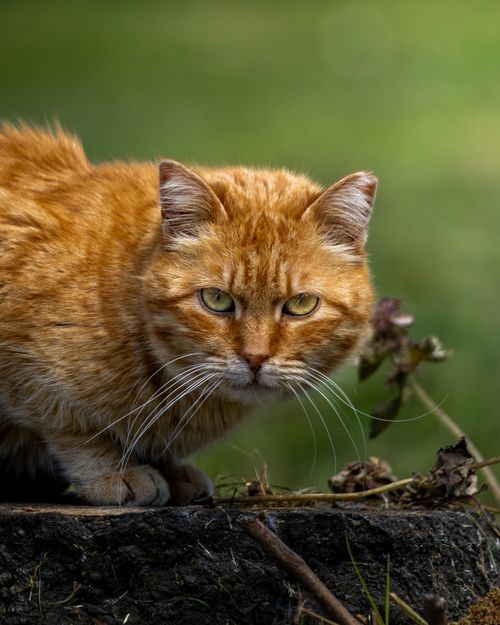 Free A ginger tabby cat intently gazing in a peaceful outdoor environment. Stock Photo