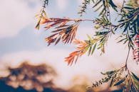 波哥大明亮天空下，树枝上五彩秋叶的特写