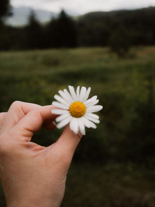 Free A close-up of a hand holding a wild daisy against a lush green backdrop in Podkarpackie, Poland. Stock Photo