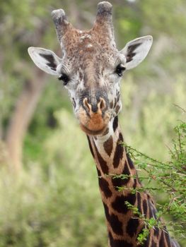 Close-up of a Masai giraffe in the lush savannah of Taita-Taveta, Kenya.