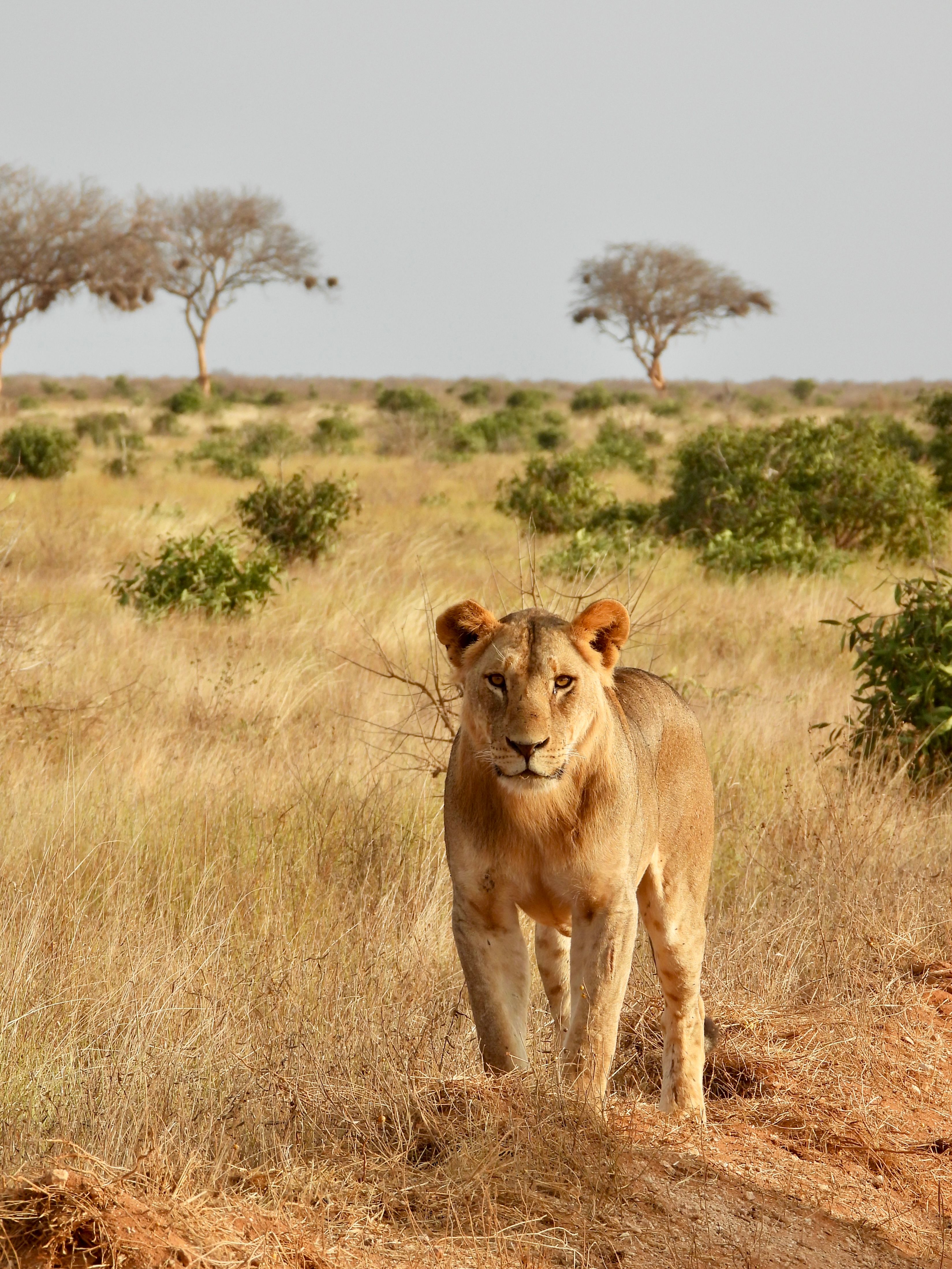 Majestic African lion standing in the golden savannah of Taita-Taveta, Kenya.