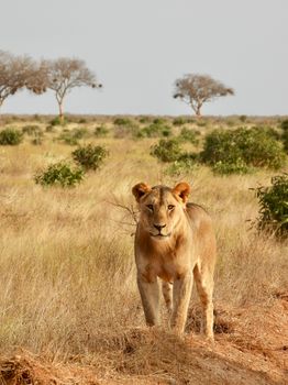 Majestic African lion standing in the golden savannah of Taita-Taveta, Kenya.