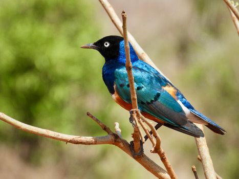 A vibrant Superb Starling perched on a branch in Taita-Taveta, Kenya.