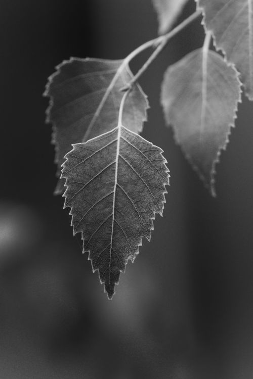 Free Captivating monochrome close-up of hanging birch leaves, showcasing texture and detail. Stock Photo
