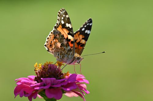 Free A vibrant close-up of a Painted Lady butterfly perched on a blooming zinnia, showcasing intricate wing patterns. Stock Photo
