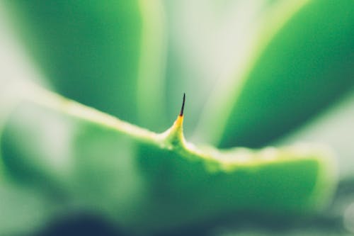 佛得角, 天性, 植物 的 免費圖庫相片