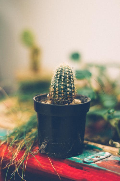 Kostenloses Stock Foto zu garten, kaktus, vintage