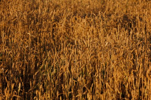 Canada Has the Farmland to Feed the World — So Why Doesn't It?