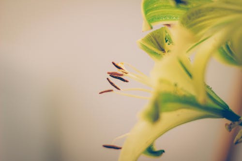 Gratis arkivbilde med blomst, grønn, grønt