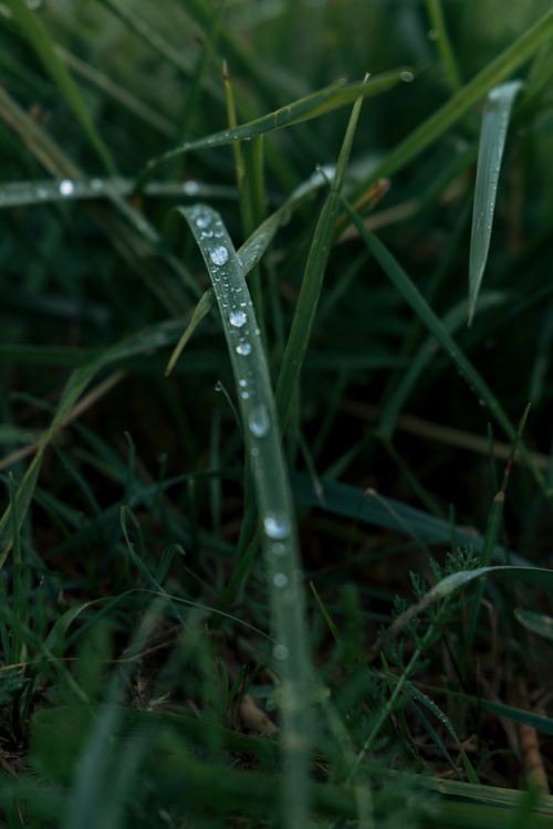 Free Macro shot of fresh green grass with water droplets, symbolizing natural freshness. Stock Photo