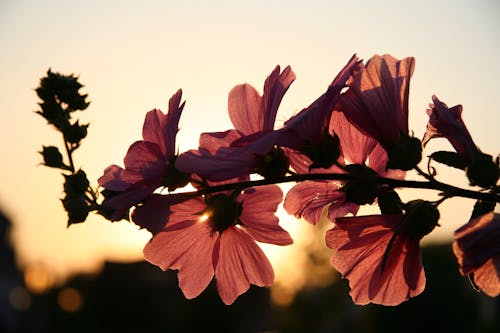 gratis Foto Van Brown Petaled Flower Overdag Stockfoto