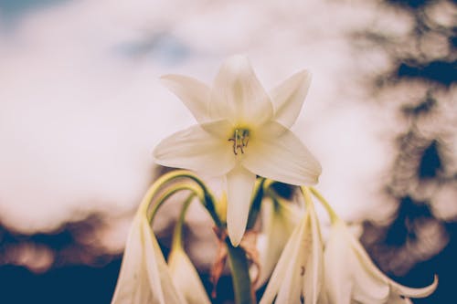 Kostenloses Stock Foto zu blume, mutter natur, natur