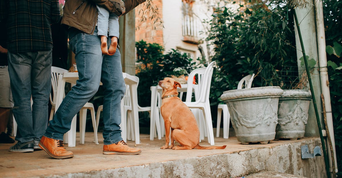 Man in casual outfit carrying little child near adorable dog in collar and walking on terrace of modern cafe in garden on daytime