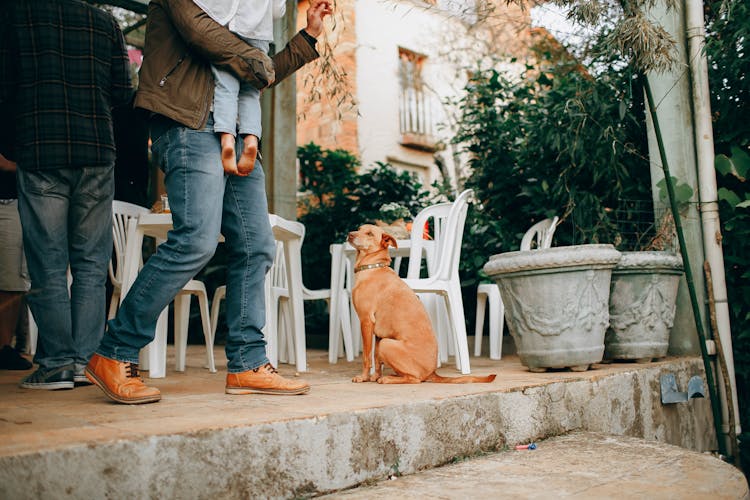 Crop Man With Kid Near Dog On Terrace Of Street Cafe