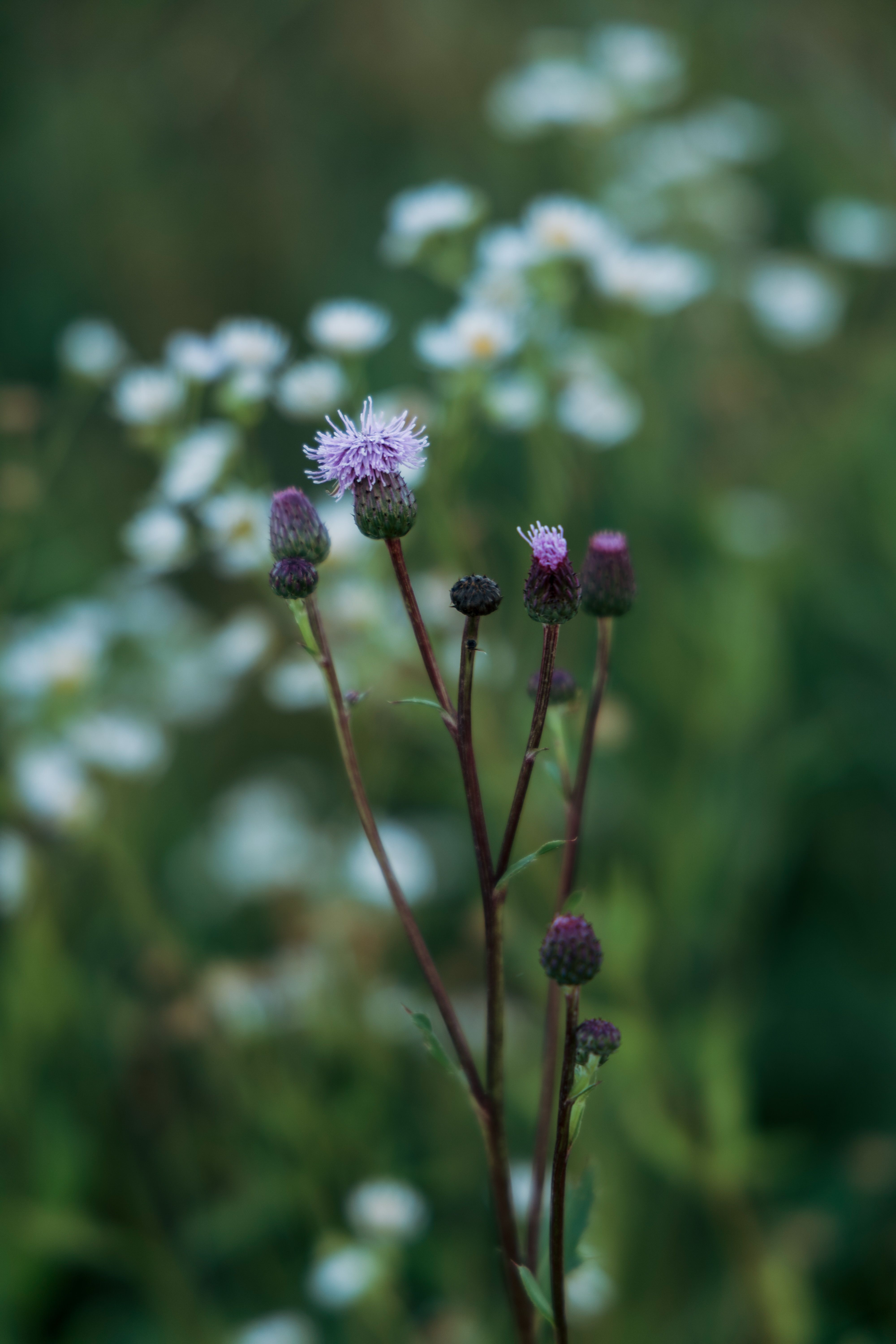 [ColoSach]-detailed-view-of-a-blooming-thistle-flower-with-blurred-white-daisies-in-the-background.