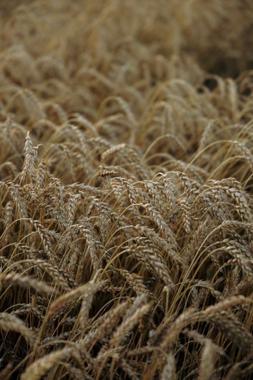 Free Close-up of golden barley crops swaying in the wind, evoking a sense of harvest. Stock Photo