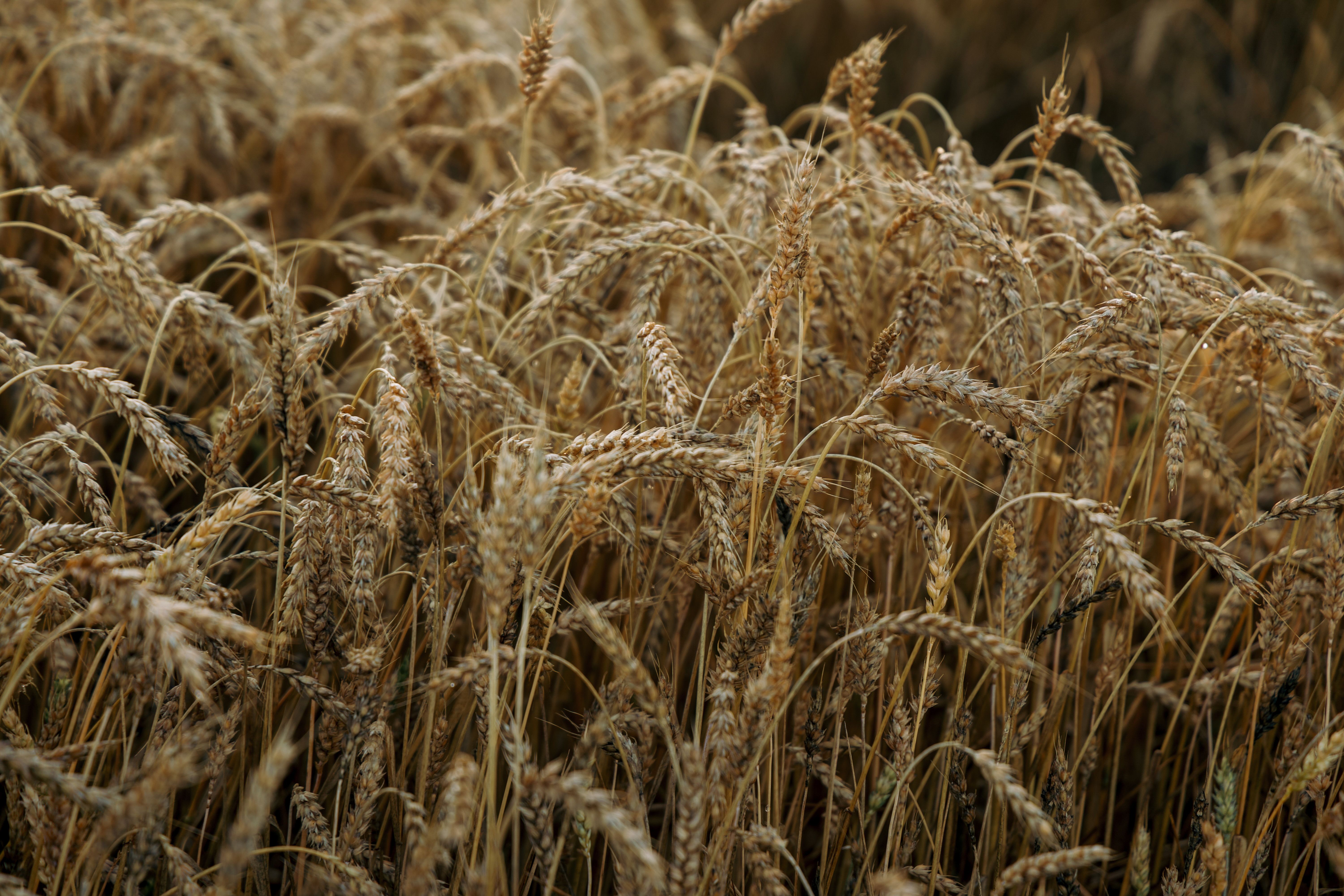 Ukraine's Grain Crisis: Farmers Face Challenges Amid Conflict