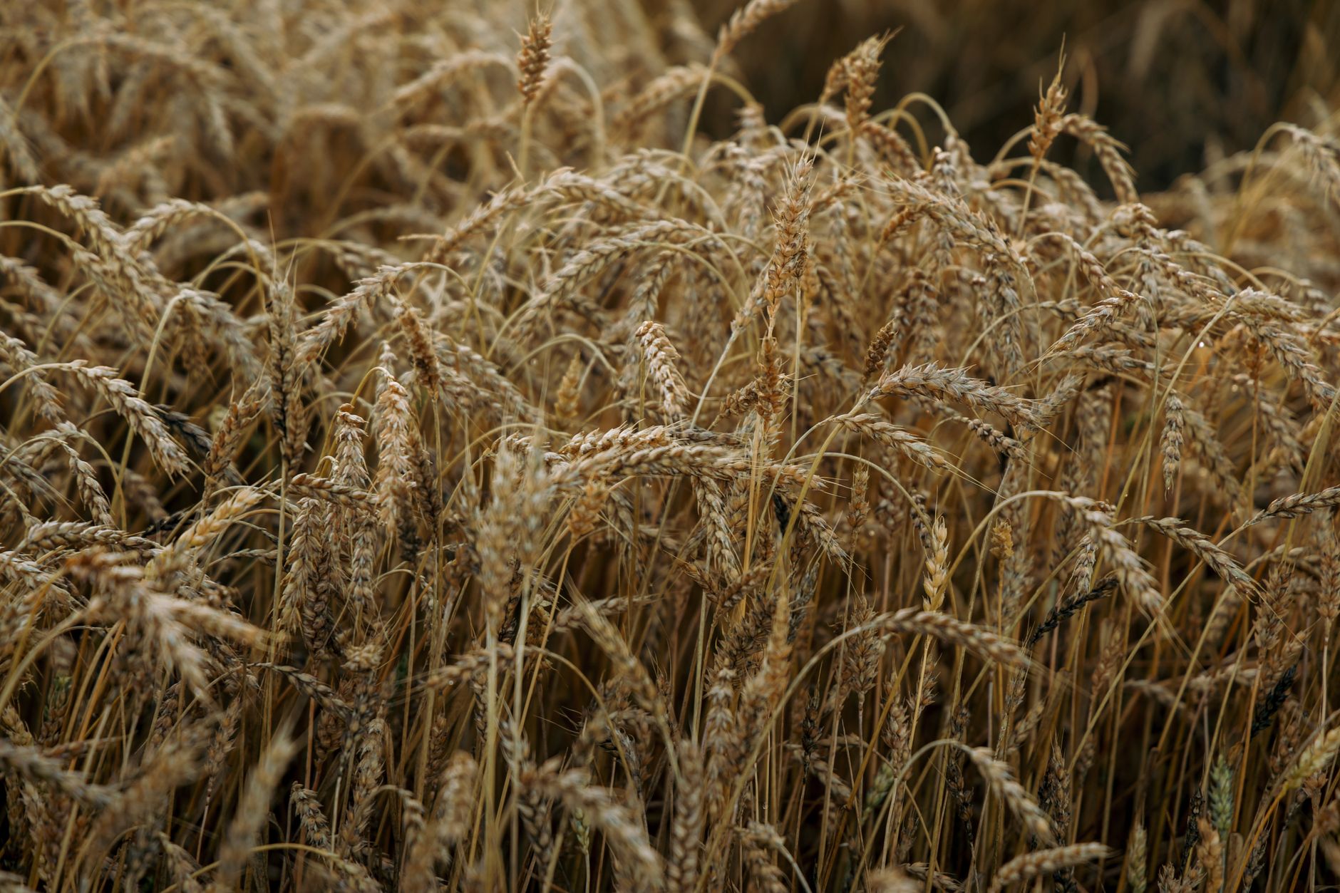 Ukraine's Grain Crisis: Farmers Face Challenges Amid Conflict