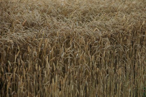 Free Lush golden wheat field in Ivano-Frankivsk Oblast, Ukraine during late summer. Stock Photo