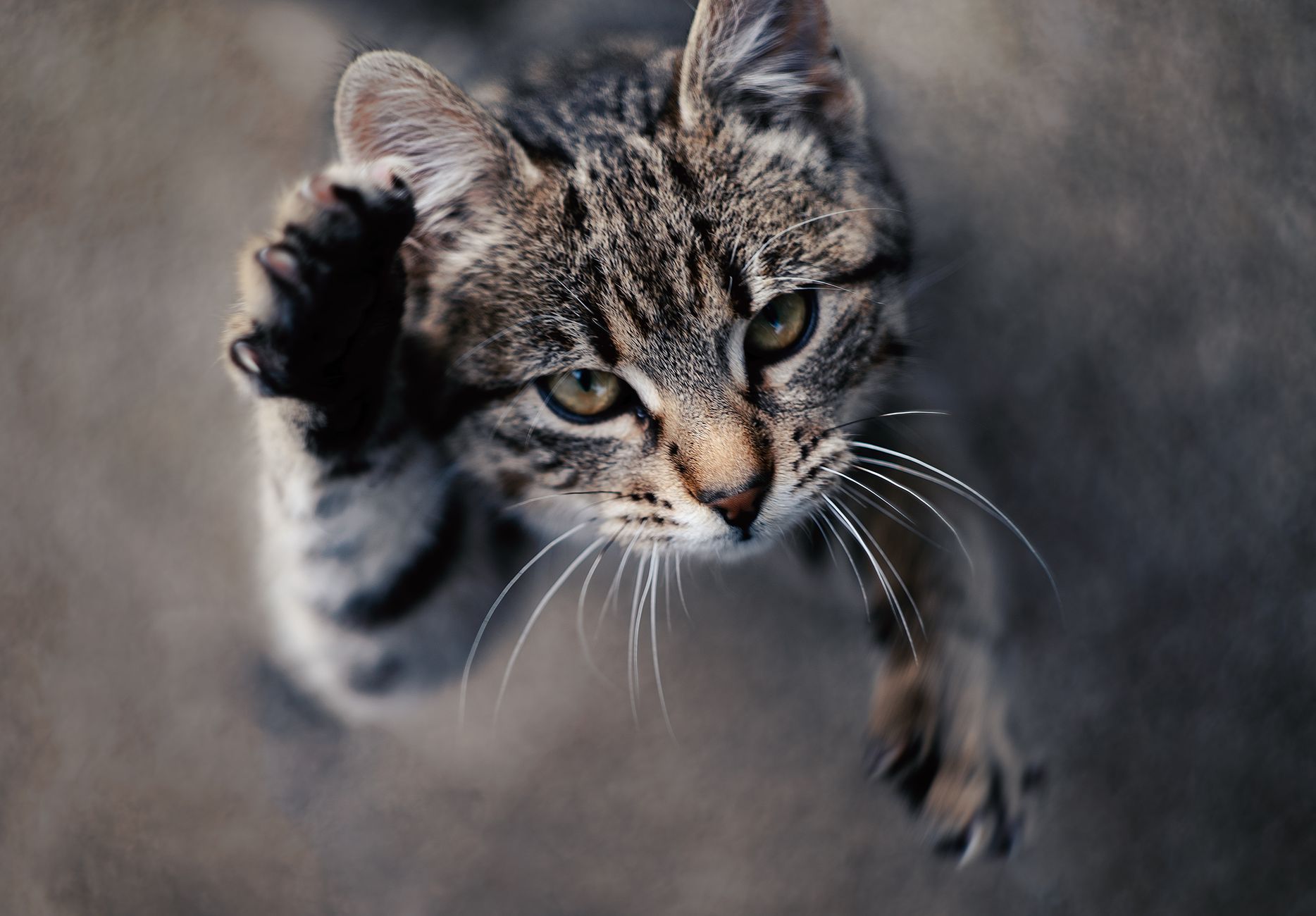 Healthcare and wellness consultation for a cat
