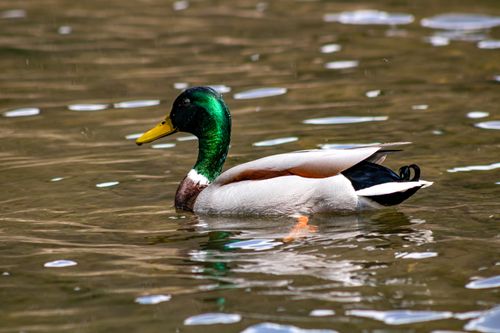 Free A vibrant male mallard duck glides across a calm pond with shimmering water reflections. Stock Photo