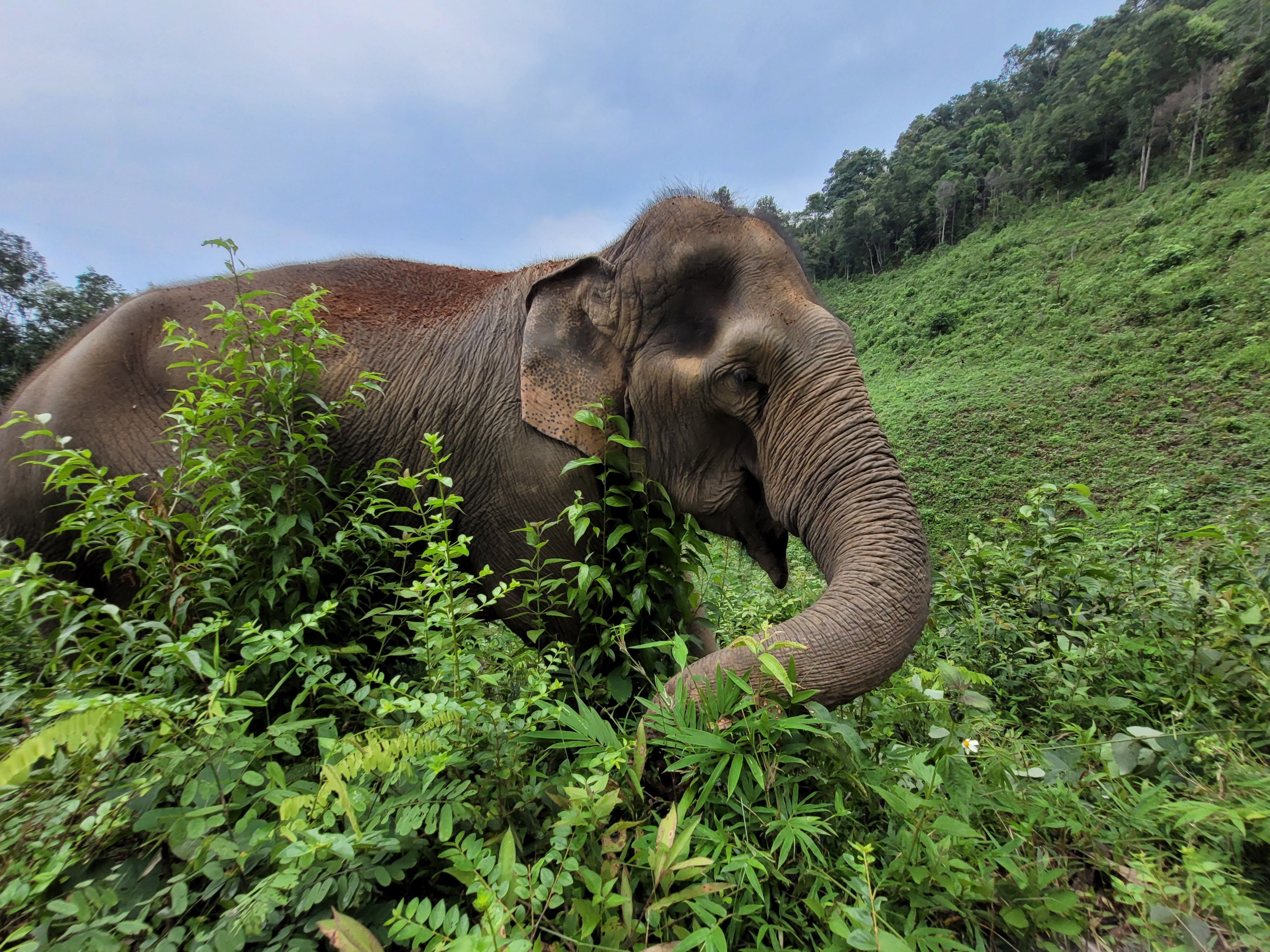 An ethical elephant sanctuary