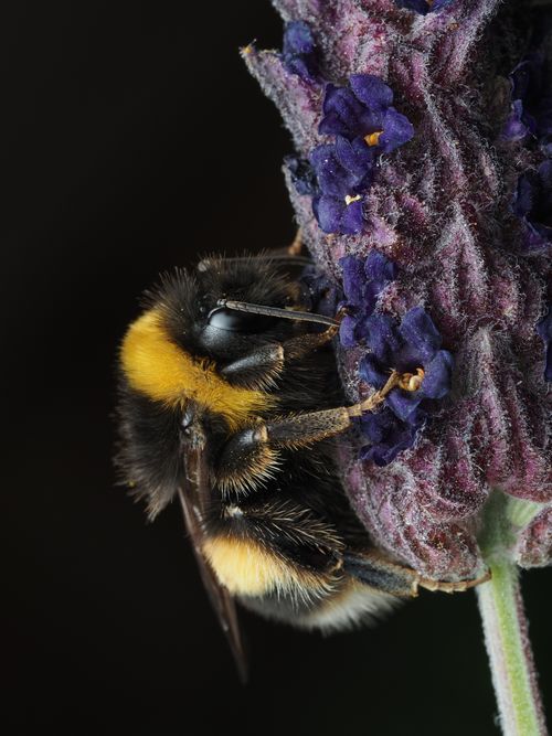 Free Detailed macro shot of a bumblebee (Bombus) pollinating a lavender flower, showcasing the delicate interaction. Stock Photo