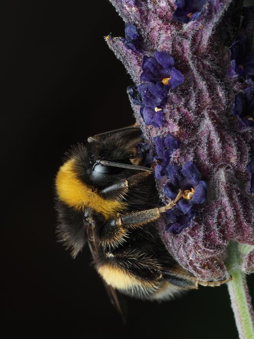 Free Detailed macro shot of a bumblebee collecting pollen from a lavender flower, showcasing intricate textures. Stock Photo