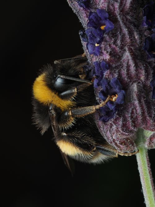 Free Macro shot of a bumblebee pollinating a purple lavender flower, showcasing nature's beauty. Stock Photo