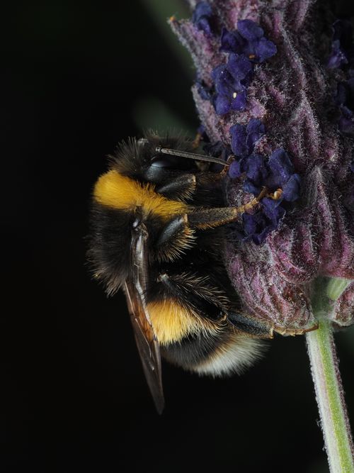 Free Close-up of a bumblebee on a lavender flower, showcasing detailed texture and color. Stock Photo