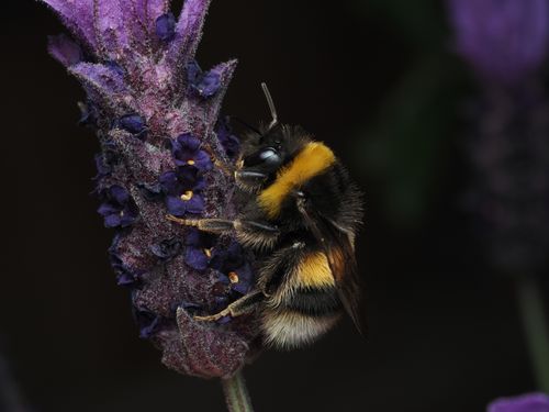 Free Macro shot of a bumblebee pollinating a vibrant purple lavender flower. Stock Photo