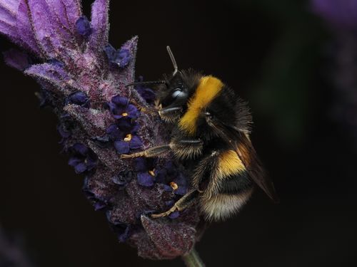 Free Detailed macro shot of a bumblebee resting on a vibrant purple lavender bloom. Stock Photo