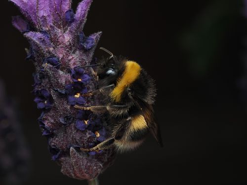 Free A detailed macro shot of a bumblebee pollinating a vibrant lavender flower. Stock Photo
