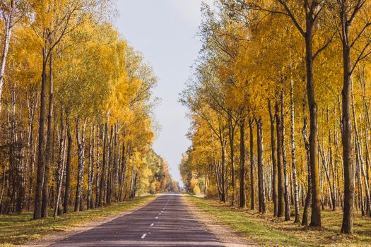 A picturesque road flanked by vibrant yellow-leaved trees in autumn, creating a serene landscape view.