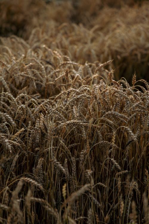 Free Close-up view of a golden wheat field during sunset in Ivano-Frankivsk, Ukraine, showcasing nature's beauty. Stock Photo