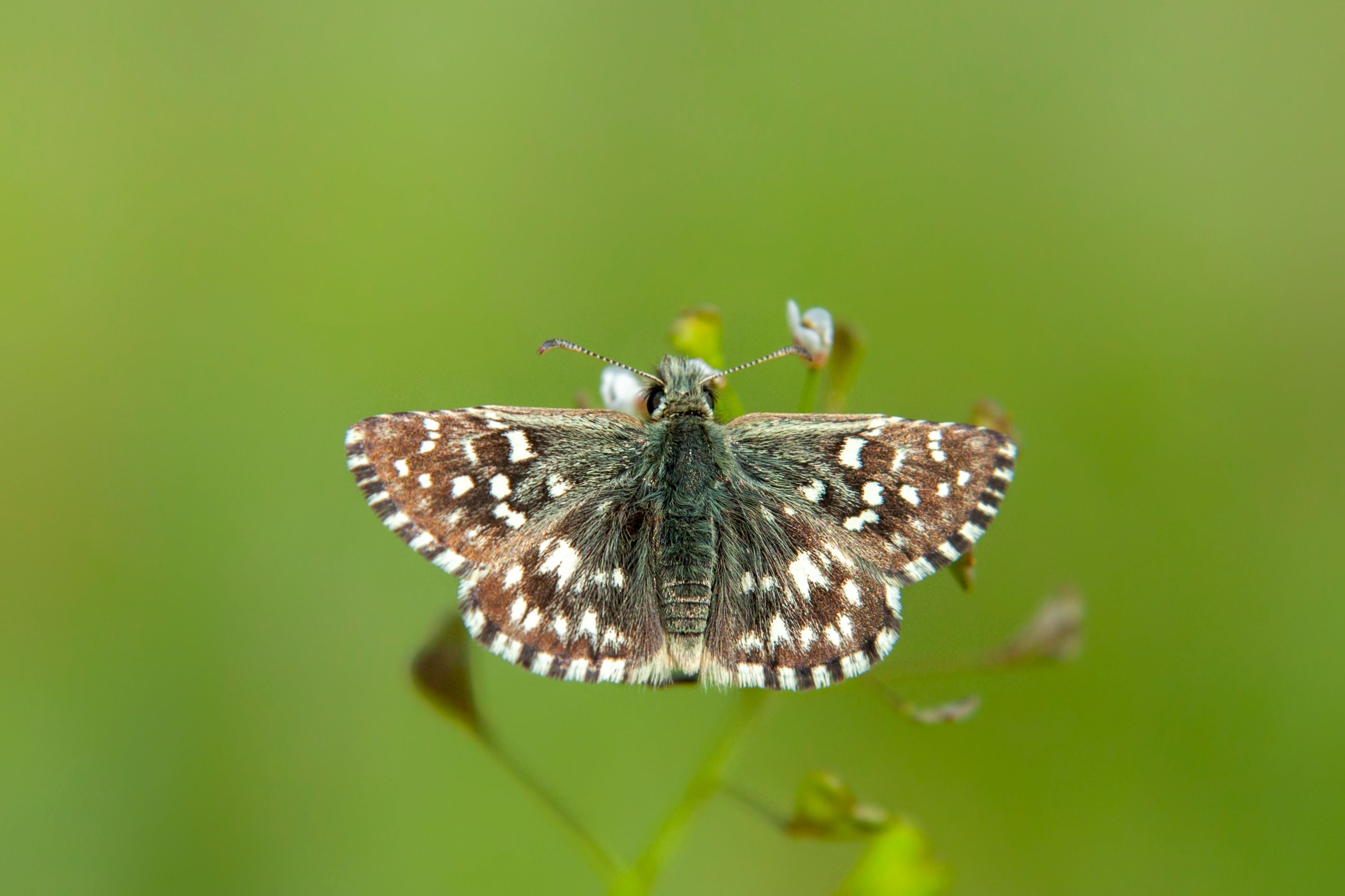 Foto: Abdullah Elgumus / Pexels